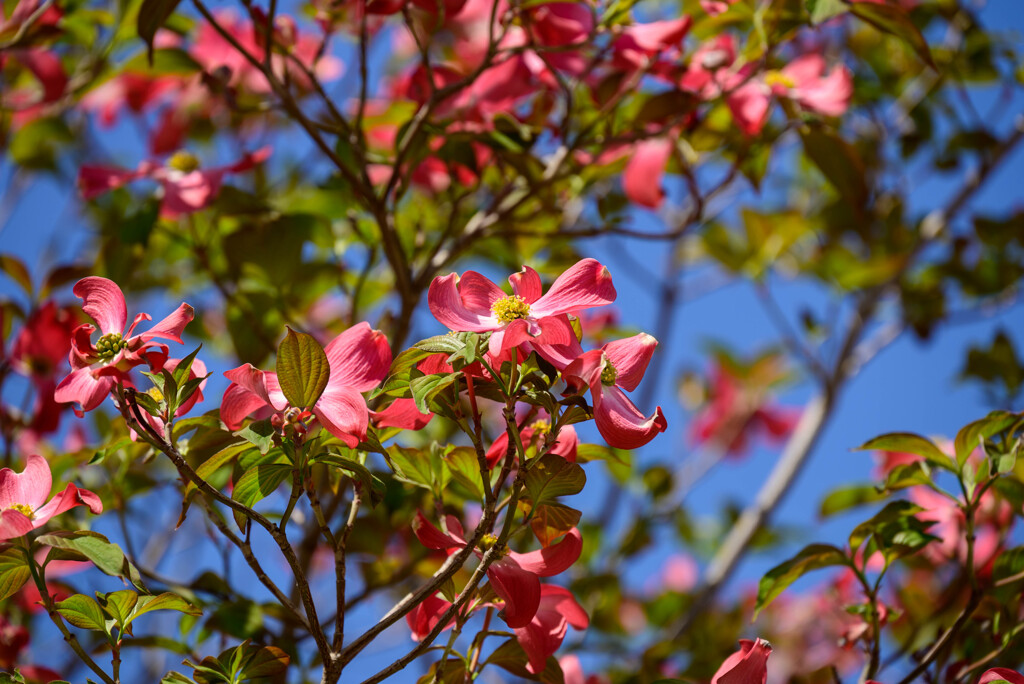 花水木10