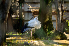 天王寺動物園 コウノトリ1