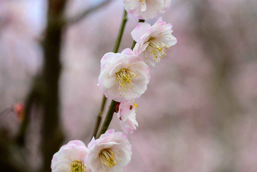 2021花の文化園 梅（朱鷺の舞）5