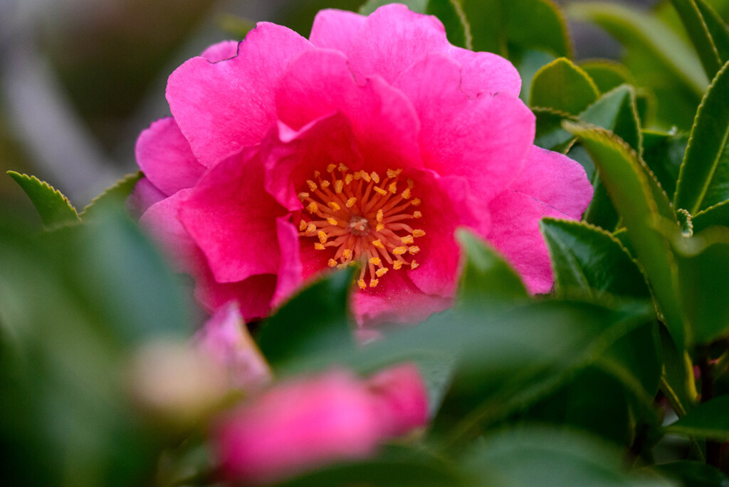 山茶花13
