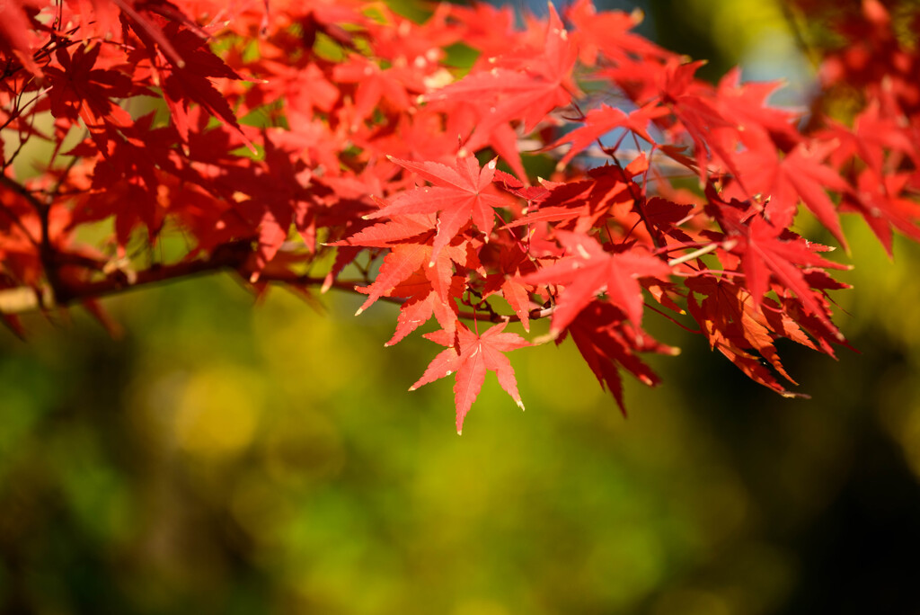 大阪城公園の紅葉7
