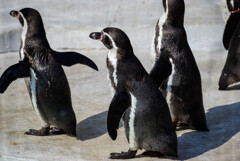 天王寺動物園ペンギン4