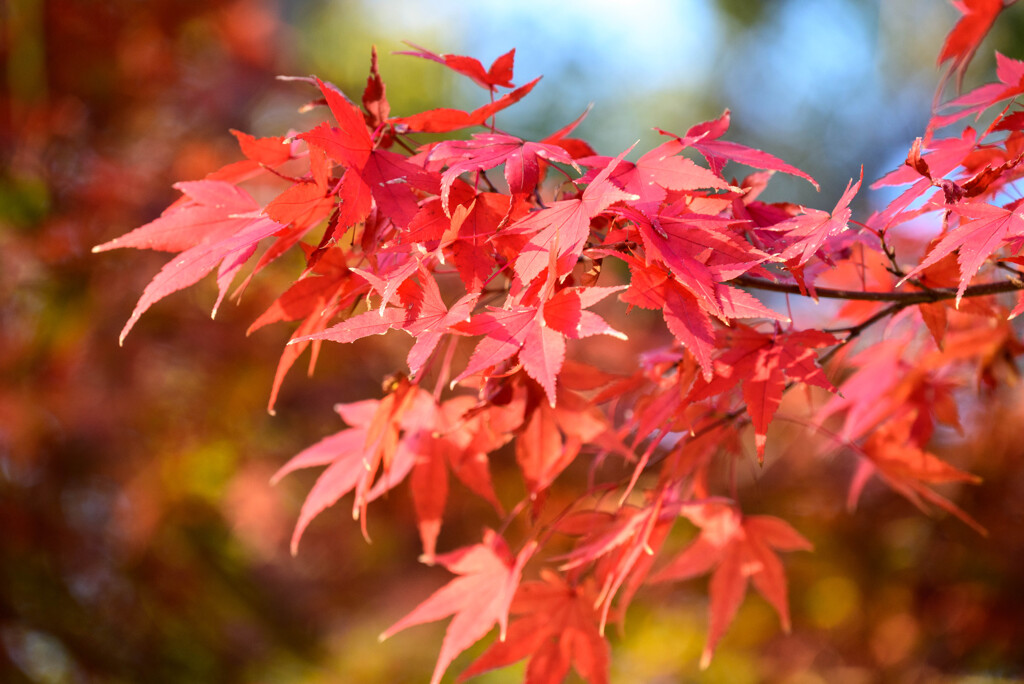 大阪城公園の紅葉1