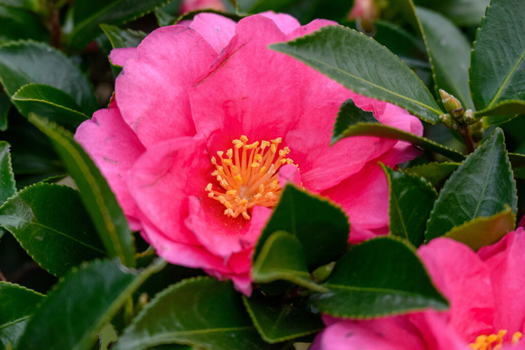 山茶花12