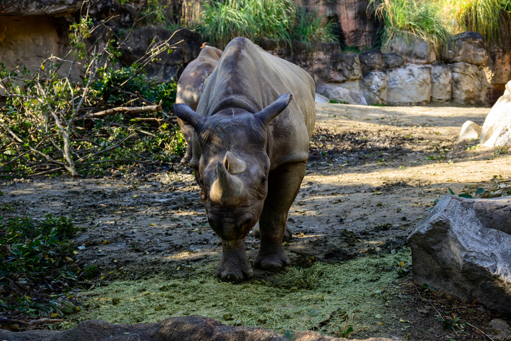 天王寺動物園 クロサイ3