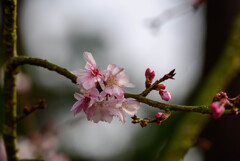 2021花の文化園 十月桜1