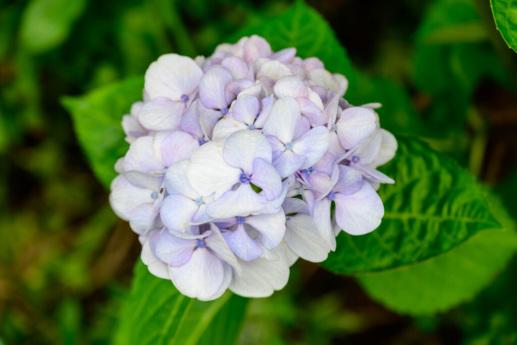 2022年紫陽花15