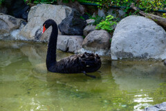 天王寺動物園コクチョウ