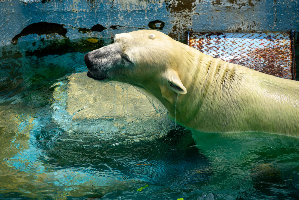 天王寺動物園ホッキョクグマ4