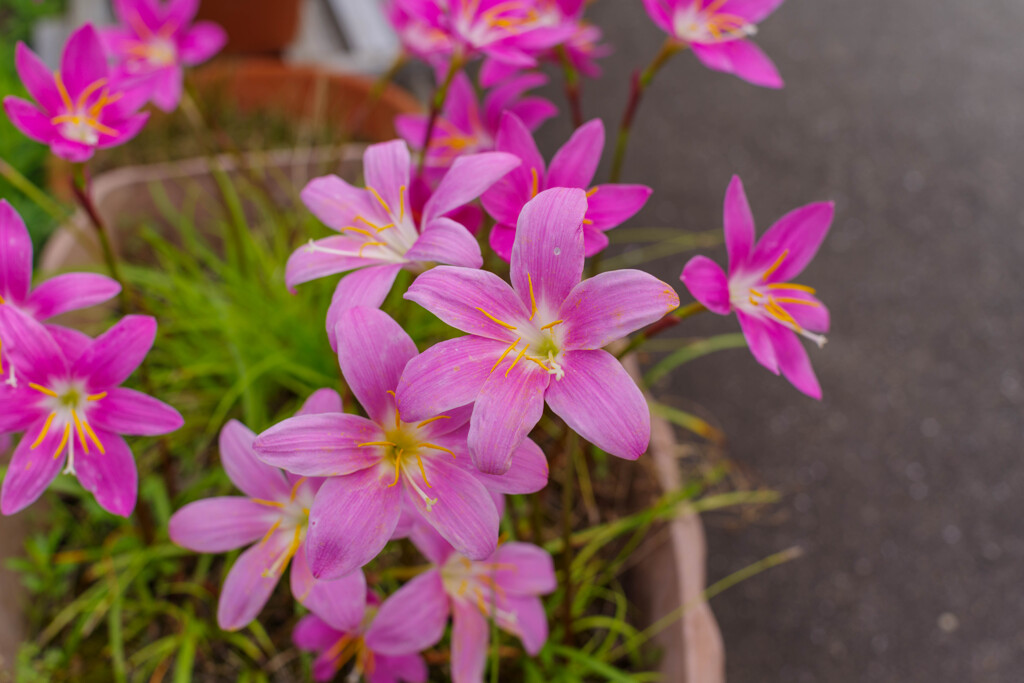 ゼフィランサス2