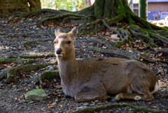 奈良公園の鹿18