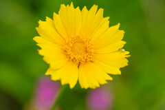 庭で咲いてた黄色い花1