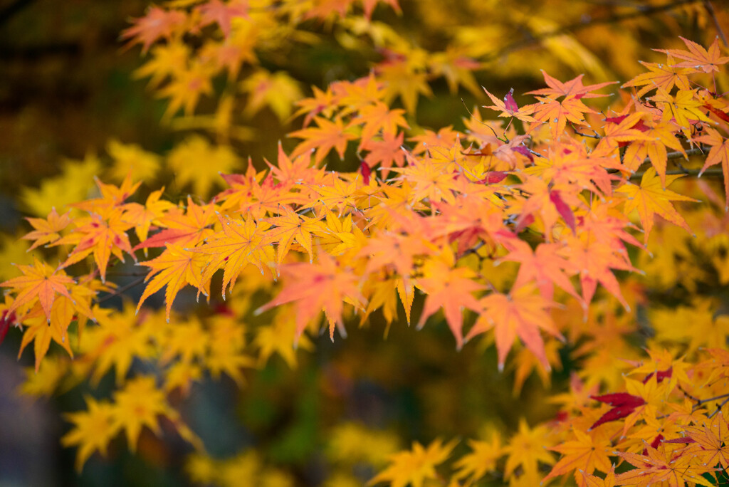 大阪城公園の紅葉12