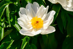 万博記念公園平和のバラ園の芍薬7