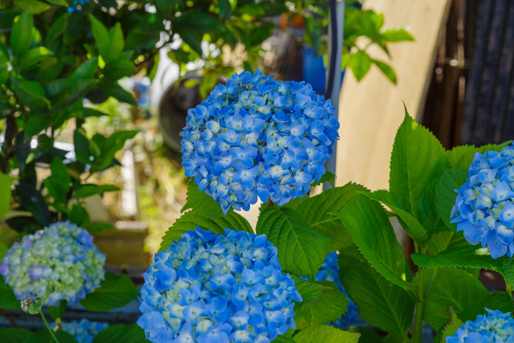 紫陽花12