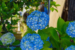 紫陽花12