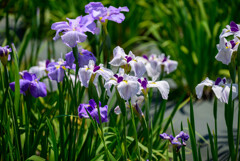 藤井寺市城山古墳小山花菖蒲園6