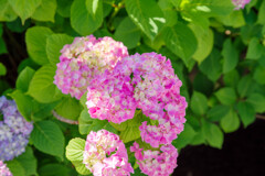 紫陽花10