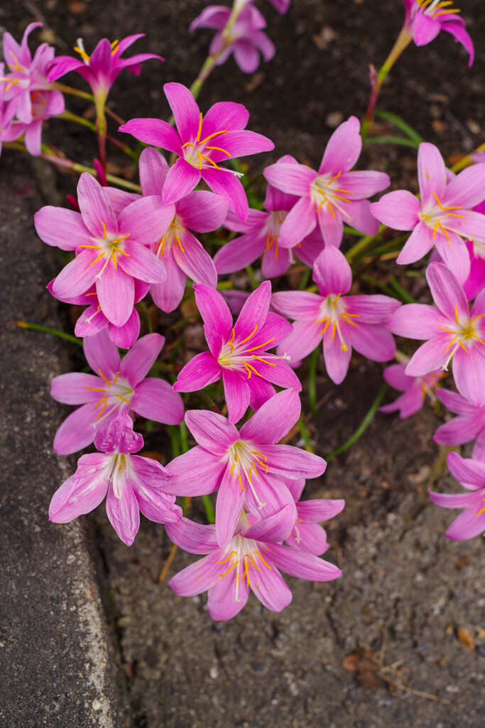 ゼフィランサス4