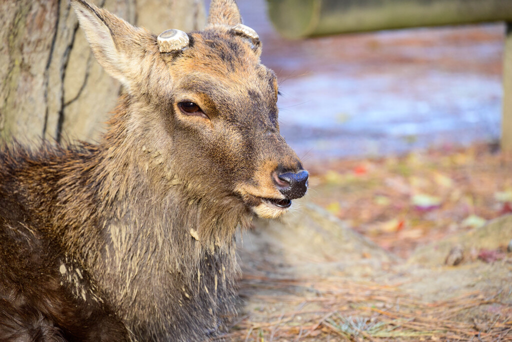 奈良公園の鹿24