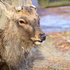 奈良公園の鹿24