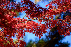 奈良公園の紅葉11