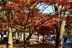 奈良公園の紅葉21