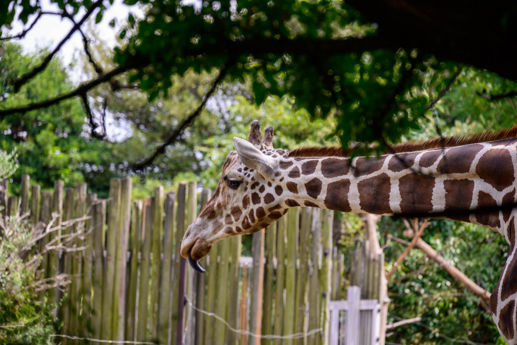 天王寺動物園のキリン