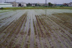 我が家の水田4最初は水少なめ