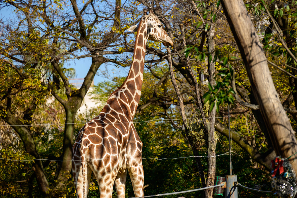 天王寺動物園 キリン2