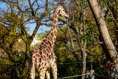 天王寺動物園 キリン2