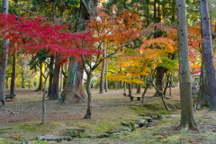 2019奈良公園紅葉34