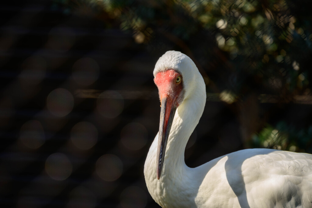 天王寺動物園ソデグロツル1