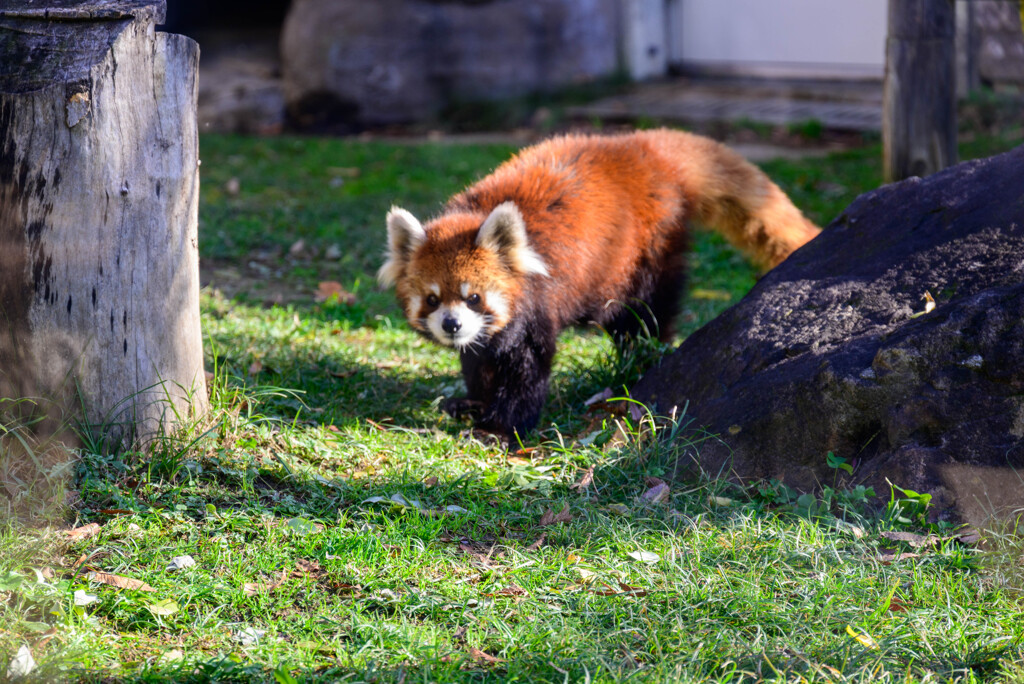 天王寺動物園 レッサーパンダ3