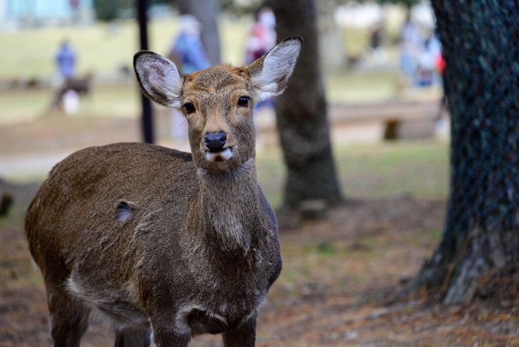 奈良公園の鹿26