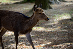 奈良公園の鹿3