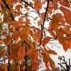 近所の公園の桜紅葉12