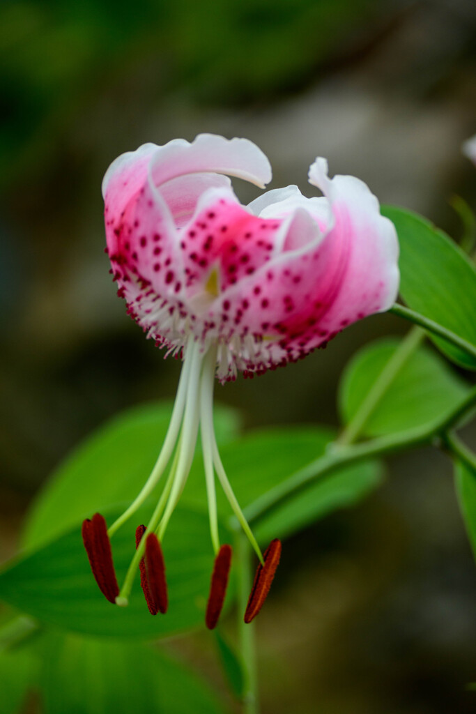 鶴見緑地咲くやこの花館 タキユリ3