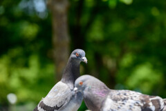 鶴見緑地公園の鳩さん3