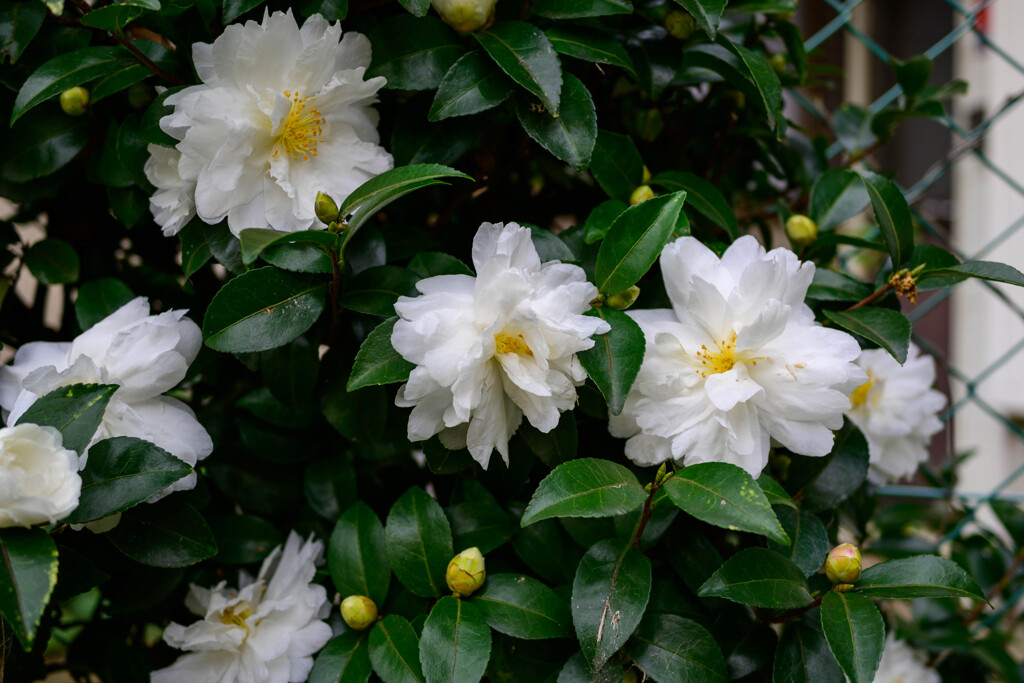 山茶花8