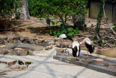 天王寺動物園鳥の楽園シュバシコウ1