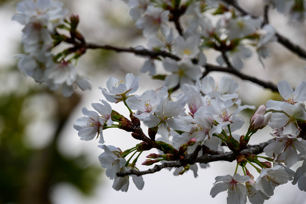 2021近所の公園の桜2