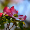 花水木4