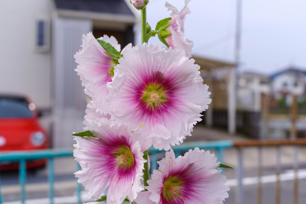 タチアオイ10