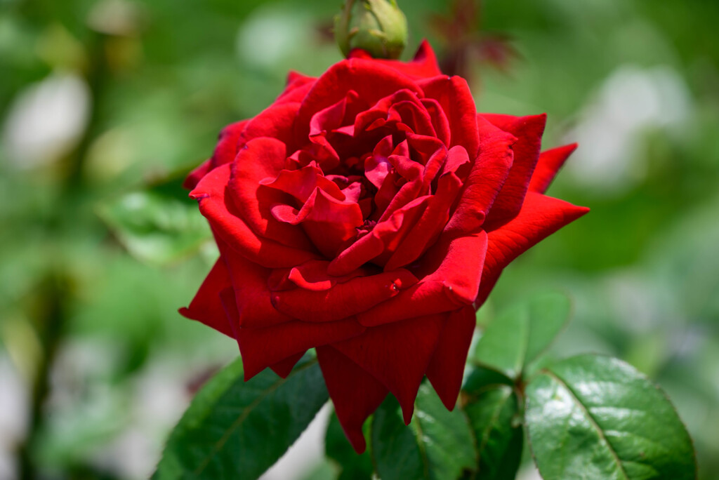 長居植物園の薔薇3