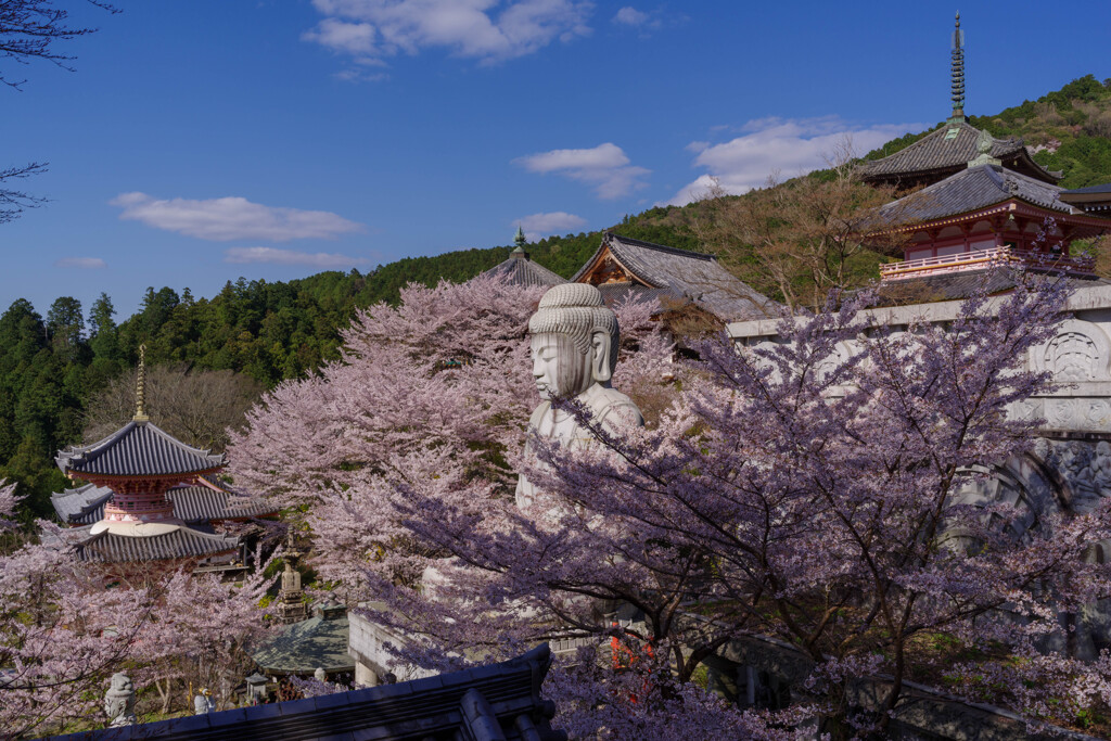 2020壷阪寺桜大仏3