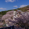2020壷阪寺桜大仏3