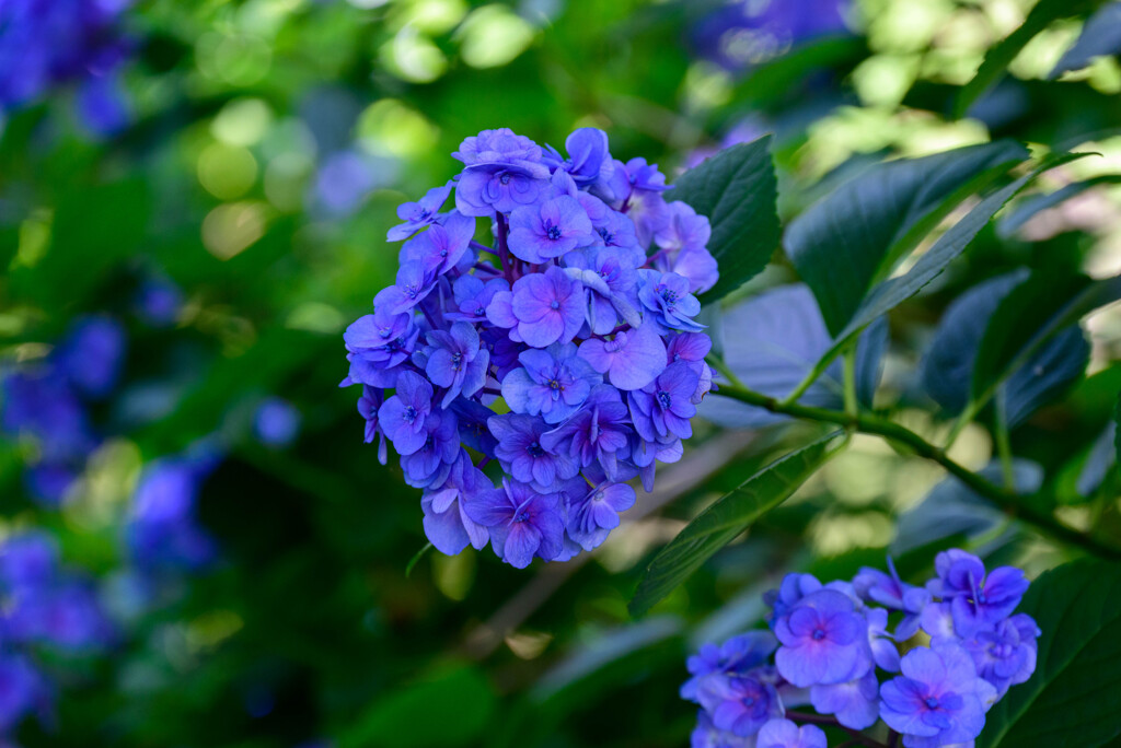 長居植物園のアジサイ1