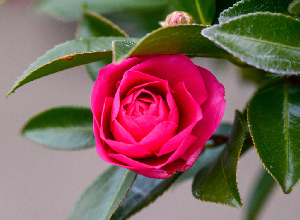 山茶花14