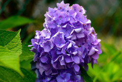 2021紫陽花16
